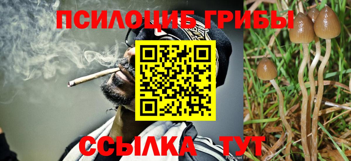 Псилоцибиновые грибы Psilocybe Холмск